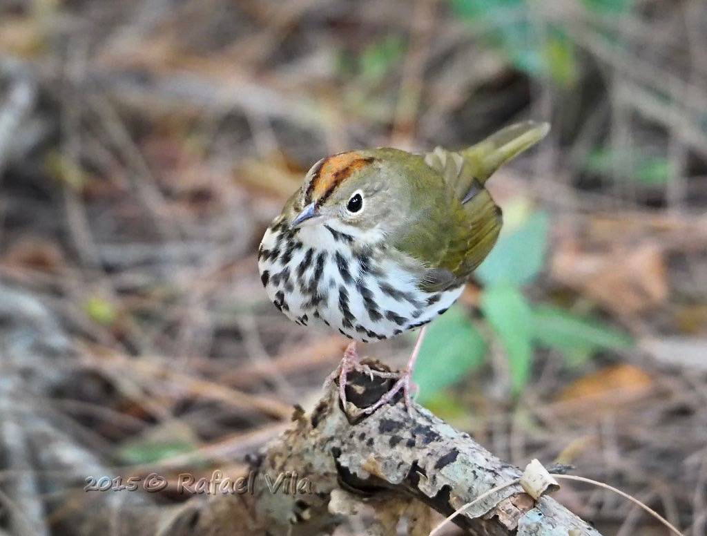 Ovenbird - Reinita Hornera (Seiurus aurocapilla) - Winter visitor to the Bahamas by Rafael Vila is licensed under CC BY-NC-ND 2.0